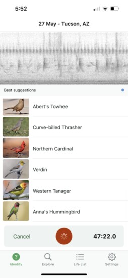 A recent search in Tucson captured a wide array of birds