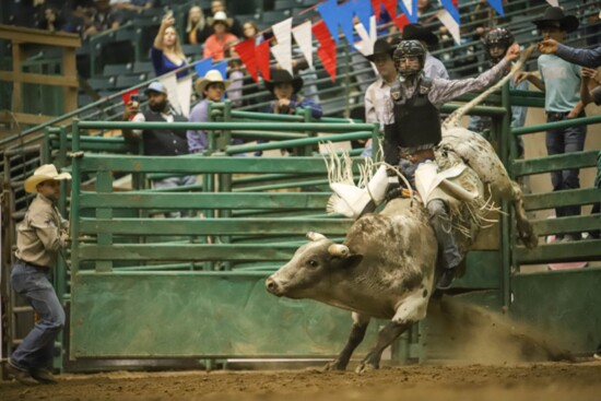 Famous bucking bulls 