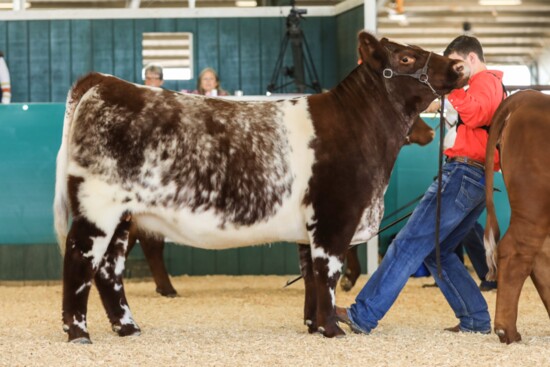 Heifer Auction