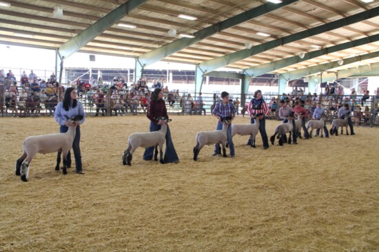 Showing Livestock