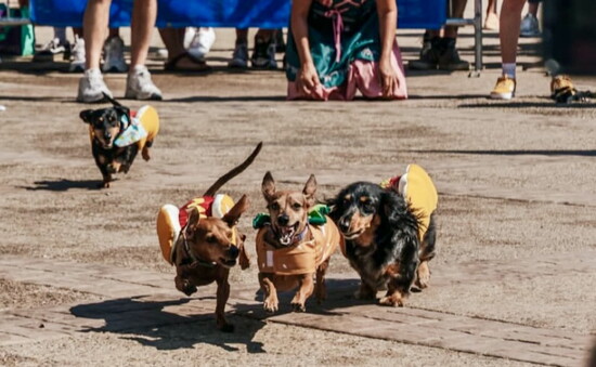 Moose (left) came from behind for a photo finish in the 2025 Running of the Wieners race at Oktoberfest.
