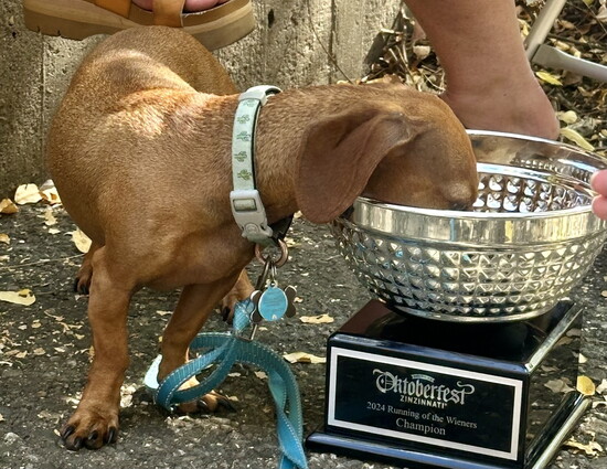 Moose drinks beer from a bowl for a champion.