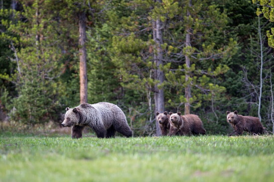 Jackson Hole Wildlife Safaris