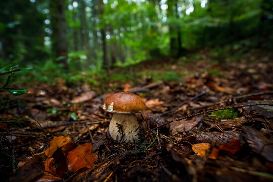 King Bolete - thick, light-colored stem
