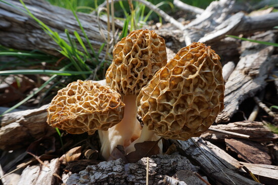 Morel - sponge texture