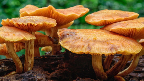 Jack-o-Lantern - flatter top and more round cap than the Chanterelle