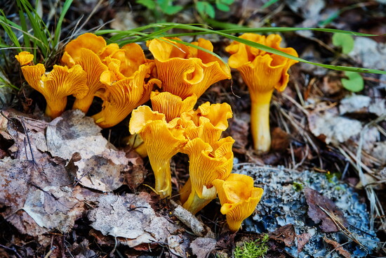 Chanterelle - well defined gills