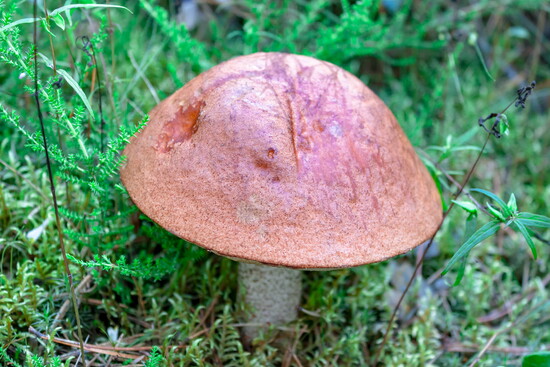 Aspen Bolete - noted spotted stem