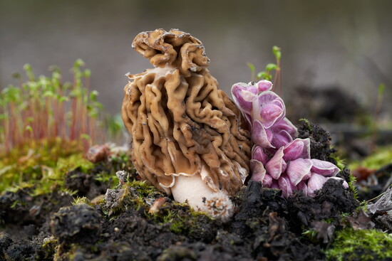 False Morel - note wrinkled surface, like a walnut, not hollow or honeycomb like the true Morel