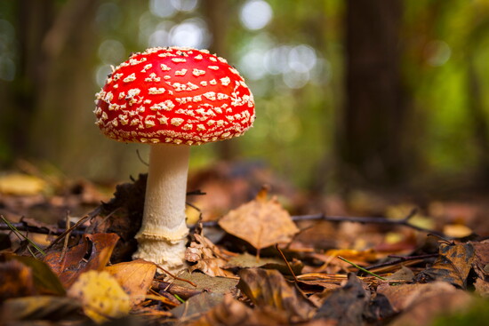 Amanita (Death Cap) - just don't touch this one.