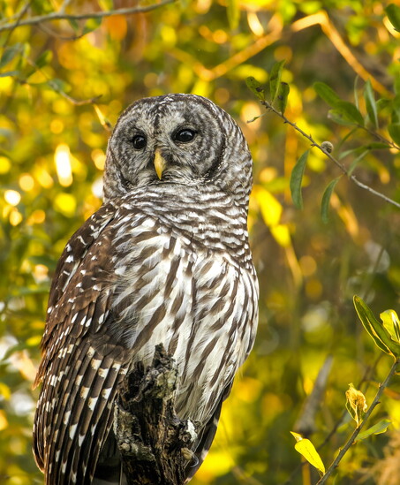 A barred owl perches on a live oak. 