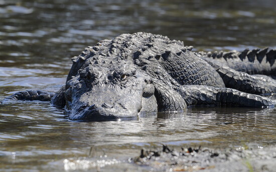 A close-up of one of Myakka’s many wild alligators.