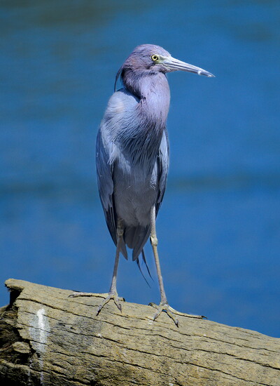 A little blue heron surveys the river.