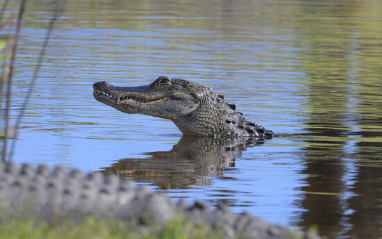 An alligator emerges from the river. 