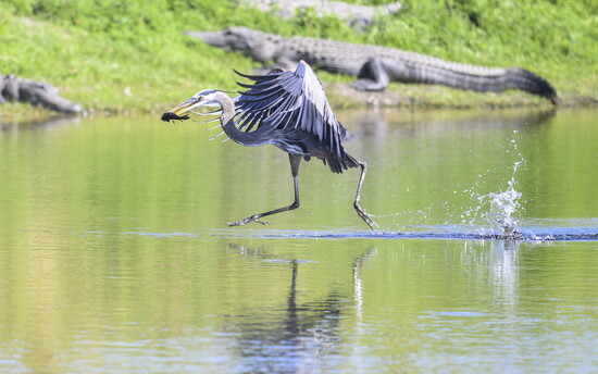 A great blue heron catches a fish