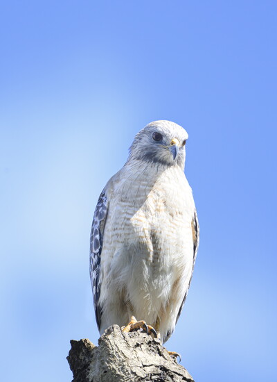 A red-shouldered hawk perches on a tall tree.