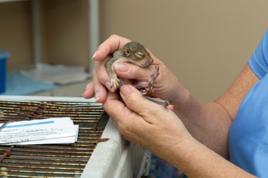 A baby eastern gray squirrel