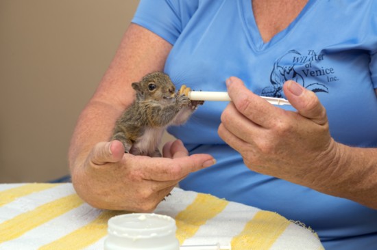 A young eastern gray squirrel being fed at the Wildlife Center of Venice