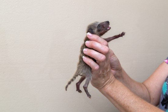 An orphaned baby raccoon