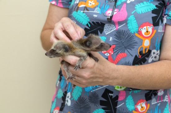 Two orphaned baby raccoons