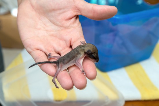 A baby southern flying squirrel 