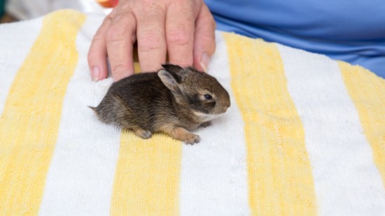 A very young cottontail rabbit