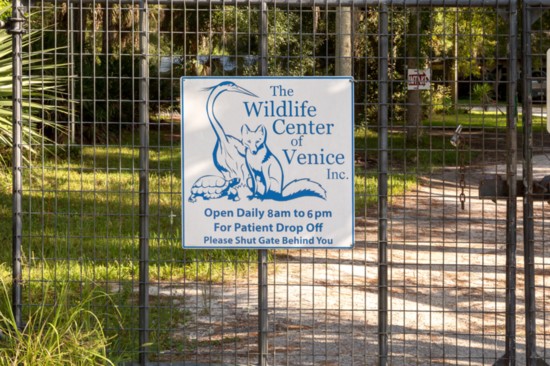 The Wildlife Center of Venice is a nonprofit that rescues, rehabilitates, and releases injured and orphaned wild animals.