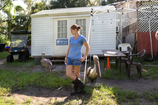 The Wildlife Center of Venice's Adrianna DeFouw with rescued pelicans