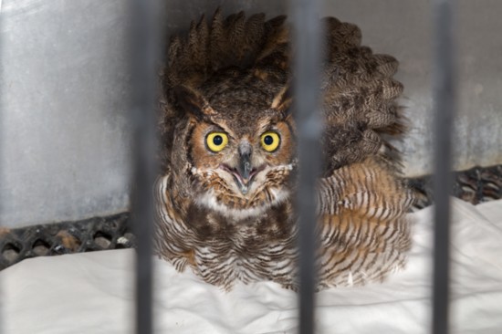 A great horned owl rehabilitates at the Wildlife Center of Venice