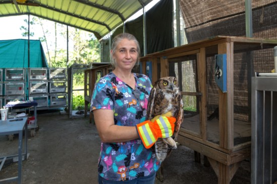 The Wildlife Center’s director of operations, Pamela DeFouw with a great horned owl