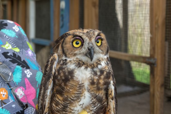 A great horned owl