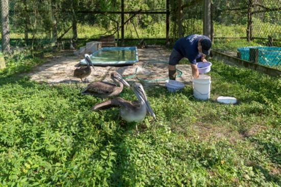 Pelicans being fed as they rehabilitate at the Wildlife Center