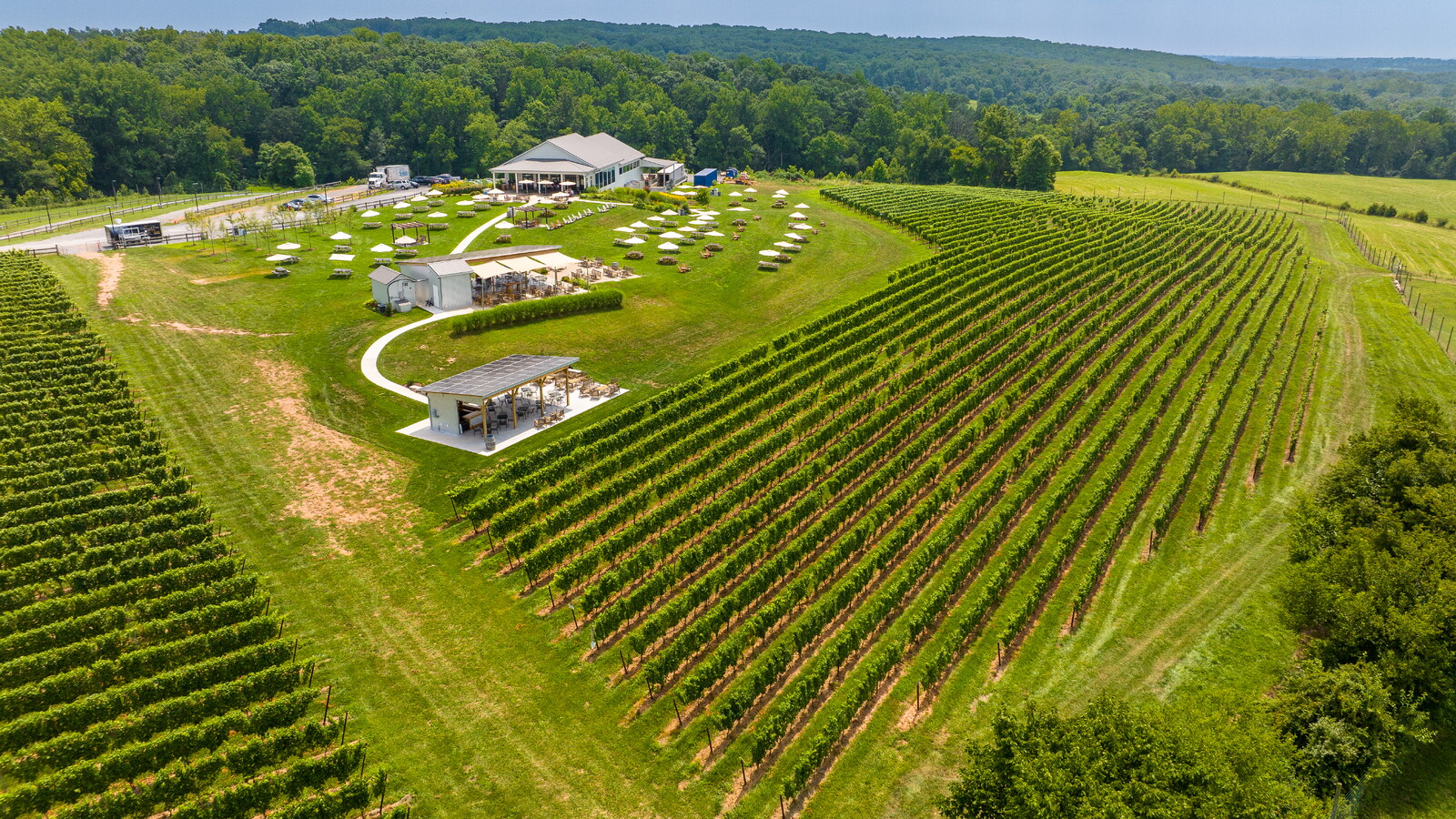 Downwind Ridge Windridge Vineyard