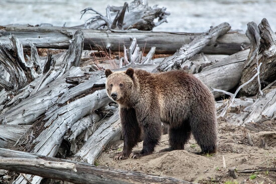 Idaho's own wildlife