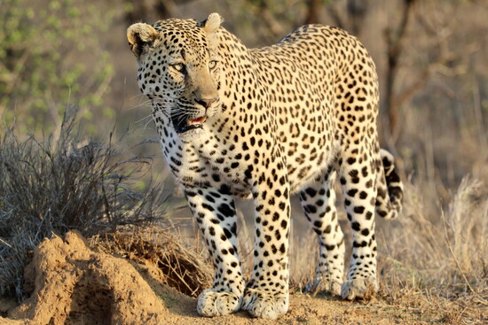 Leopard in South Africa