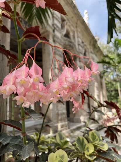 Begonia coccinea (Scarlet Begonia) at Vizcaya Museum and Gardens