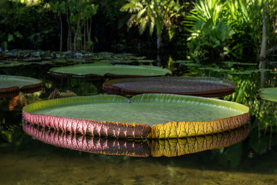 Victoria amazonica 