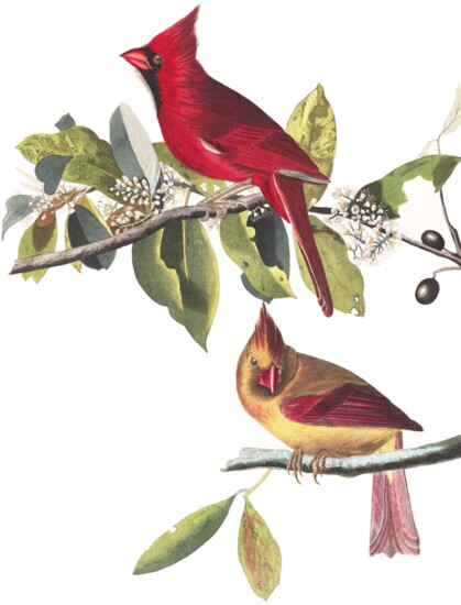 Cardinal Grosbeak, John James Audubon, 1833