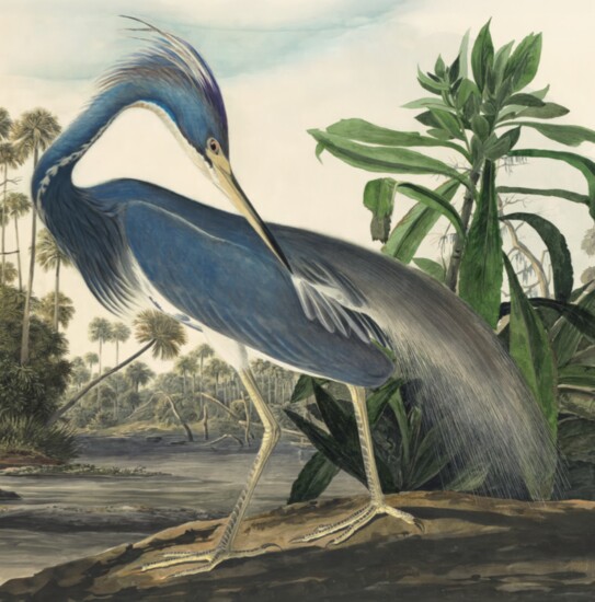 Louisiana Heron, John James Audubon, 1834