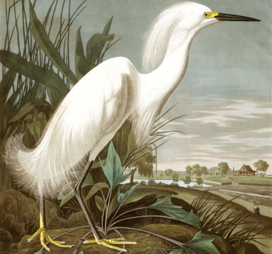 Snowy Heron or White Egret, John James Audubon, 1835