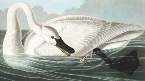 Trumpeter Swan, John James Audubon, 1838