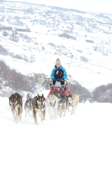 Photo credit: Grizzle-T Dog & Sled Works