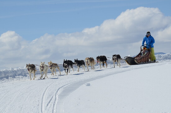 Photo credit: Grizzle-T Dog & Sled Works