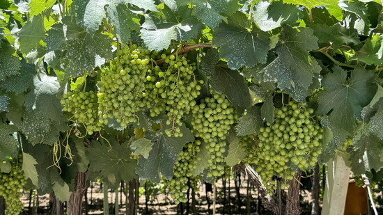 S.J. vineyards