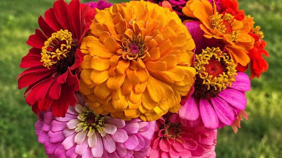 Featured image for Words and Wildflowers