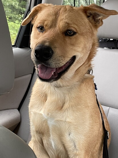 Bear the dog. 
