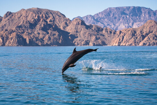 A dophin leaps near the Loreto shore. Courtesy Mailena Wellness Resort