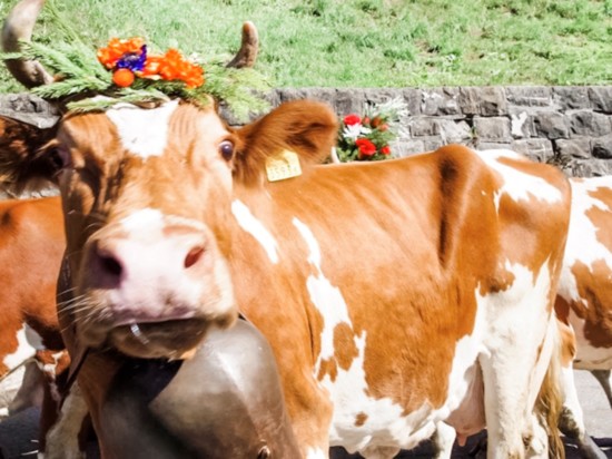 A cow bedecked in flowers and a neck bell at the Leysin, Switzerland's Almabtrieb—a celebration of cows for the delicious milk and cheese they offer