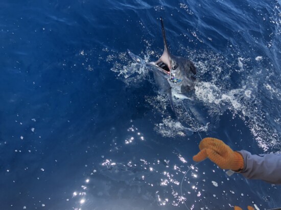 Billfish on!