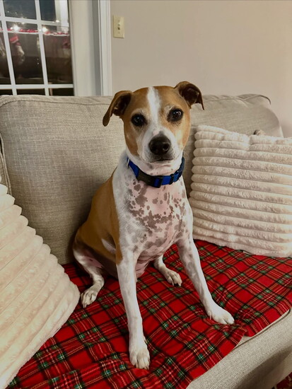 Vido’s dog Fripp, named for Fripp Island, South Carolina. Gull Island in “Simplicity by the Sea” is based on Fripp Island. Photo Credit: Jennifer Vido. 